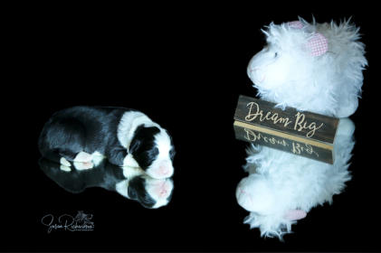 Dreamchaser Elegant Emerald-Bearded Collie
