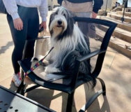Pet Therapy with Emerald
