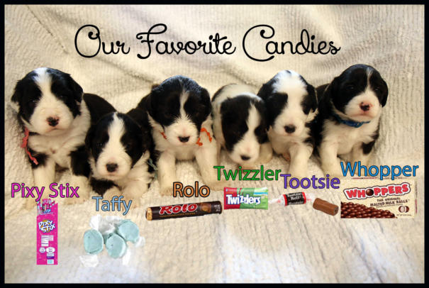 Bodacious Puppy Family!