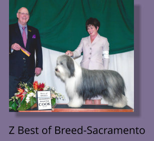Z Best of Breed-Sacramento