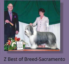 Z Best of Breed-Sacramento