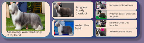 Zing's Pedigree with pictures