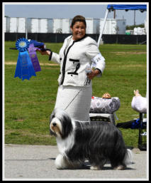 Dreamchaser Elegant Emerald-Bearded Collie