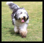 Dreamchaser Elegant Emerald-Bearded Collie