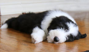 Dreamchaser Elegant Emerald-Bearded Collie