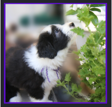 Tootsie growing up
