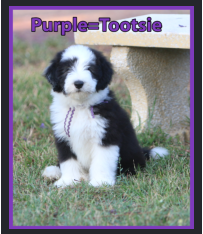 Tootsie growing up