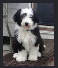 Tootsie growing up