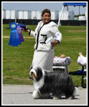 Dreamchaser Elegant Emerald-Bearded Collie