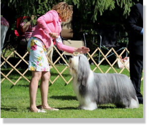Frank-Z's Sire- Sengalas Frankly Classical