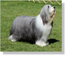 Frank-Z's Sire- Sengalas Frankly Classical