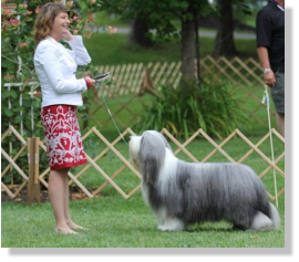 Frank-Z's Sire- Sengalas Frankly Classical