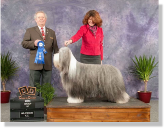 Frank-Z's Sire- Sengalas Frankly Classical