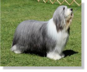 Frank-Z's Sire- Sengalas Frankly Classical