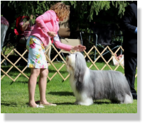 Frank-Z's Sire- Sengalas Frankly Classical
