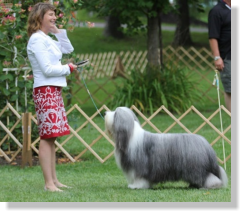 Frank-Z's Sire- Sengalas Frankly Classical